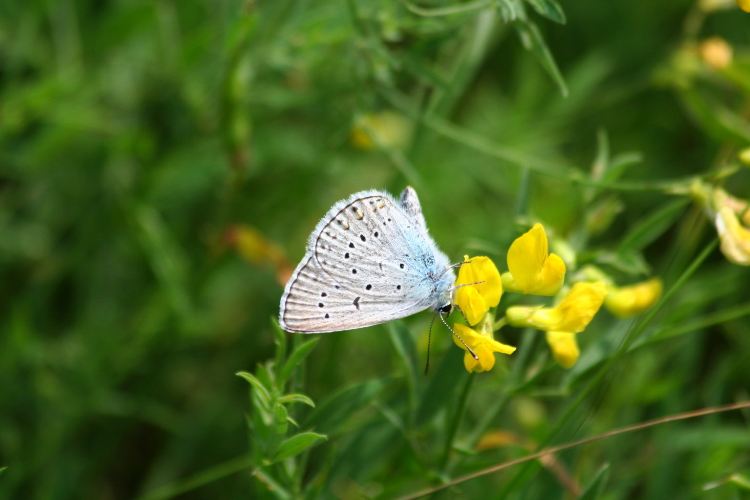 Plebejus argus consunto?